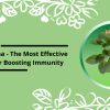 Ashwagandha-the-most-effective-remedy-for-boosting-Immunity